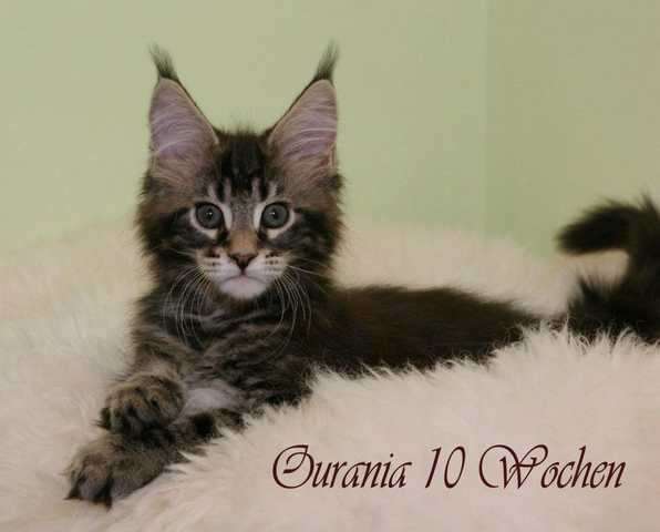Typvolle Maine Coon Kitten